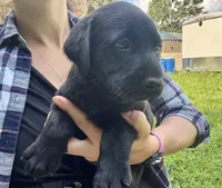 AKC Black Labrador Puppy - Female, a female Labrador Retriever for sale in Abingdon, VA – 3 of 8