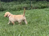 AKC Yellow Labrador Puppy - Male, a male Labrador Retriever for sale in Abingdon, VA – 6 of 8