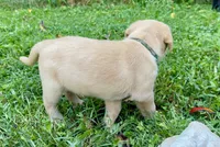 AKC yellow lab puppy - female, a female Labrador Retriever for sale in Abingdon, VA – 7 of 9