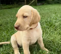 AKC Yellow Labrador Puppy - Male, a male Labrador Retriever for sale in Abingdon, VA – 2 of 8
