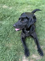 Labrador Puppy - Female - AKC, a female Labrador Retriever for sale in Abingdon, VA – 7 of 7