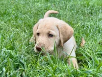 AKC Yellow Labrador Puppy - Male, a male Labrador Retriever for sale in Abingdon, VA – 3 of 8