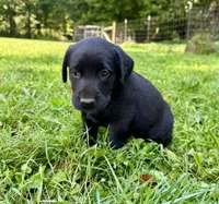 AKC Black Labrador Puppy - Female, a female Labrador Retriever for sale in Abingdon, VA – 2 of 8