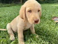 AKC Yellow Labrador Puppy - Male, a male Labrador Retriever for sale in Abingdon, VA – 5 of 8