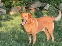 AKC Yellow Labrador Retriever - Male, a male Labrador Retriever for sale in Abingdon, VA – 6 of 6