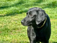 AKC Yellow Labrador Puppy - Male, a male Labrador Retriever for sale in Abingdon, VA – 7 of 8