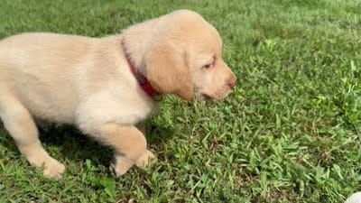 AKC Yellow Labrador Puppy - Male, a male Labrador Retriever for sale in Abingdon, VA – 5 of 7