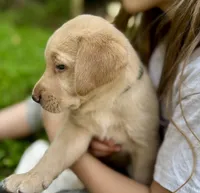 AKC yellow lab puppy - female, a female Labrador Retriever for sale in Abingdon, VA – 3 of 9