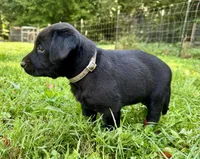 AKC Black Labrador Puppy - Female, a female Labrador Retriever for sale in Abingdon, VA – 4 of 8