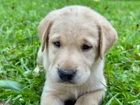 AKC Yellow Labrador Puppy - Female, a female Labrador Retriever for sale in Abingdon, VA – 2 of 9