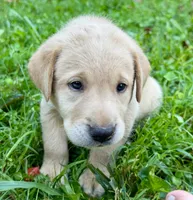 AKC Yellow Labrador Puppy - Female, a female Labrador Retriever for sale in Abingdon, VA – 5 of 9