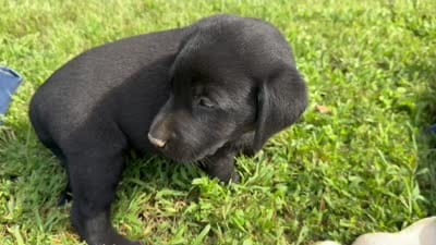 AKC Black Labrador Puppy - Male, a male Labrador Retriever for sale in Abingdon, VA – 2 of 9