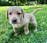 AKC yellow lab puppy - female, a female Labrador Retriever for sale in Abingdon, VA – 5 of 9