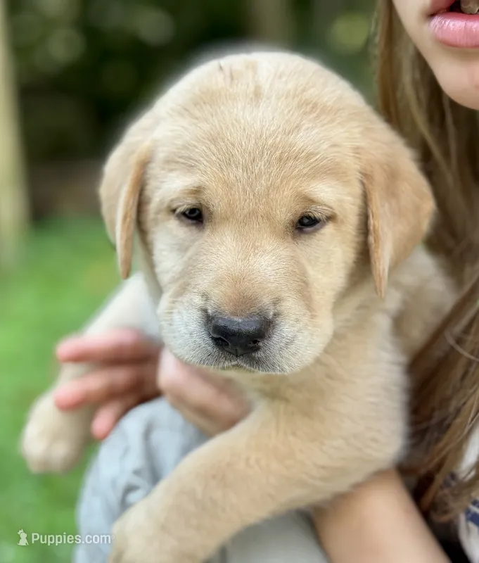AKC Yellow Labrador Puppy - Female – Labrador Retriever puppy for sale in Abingdon, VA