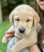 AKC Yellow Labrador Puppy - Female, a female Labrador Retriever for sale in Abingdon, VA – 1 of 9