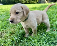AKC yellow lab puppy - female, a female Labrador Retriever for sale in Abingdon, VA – 4 of 9