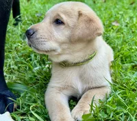 AKC Yellow Labrador Puppy - Female, a female Labrador Retriever for sale in Abingdon, VA – 4 of 9