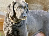 AKC Yellow Labrador Puppy - Male, a male Labrador Retriever for sale in Abingdon, VA – 6 of 7
