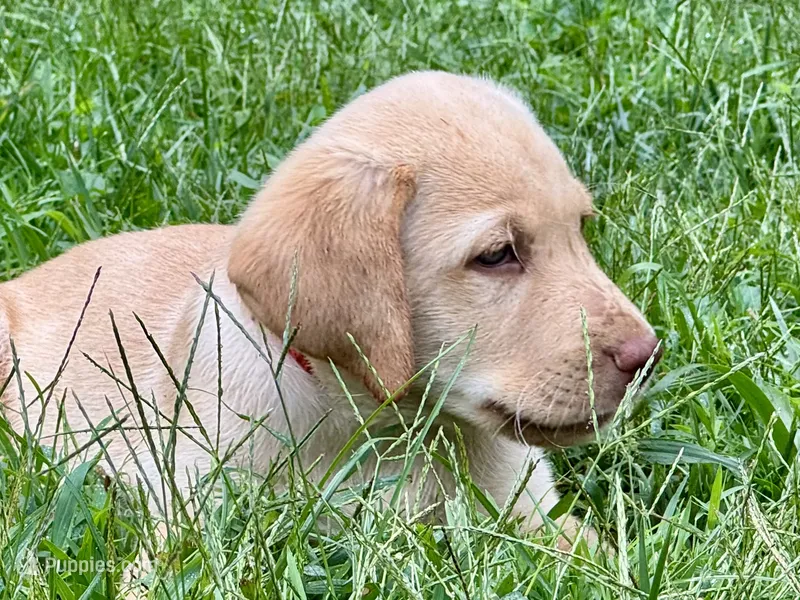 AKC Yellow Labrador Puppy - Male – Labrador Retriever puppy for sale in Abingdon, VA