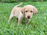 AKC Yellow Labrador Puppy - Male, a male Labrador Retriever for sale in Abingdon, VA – 4 of 8