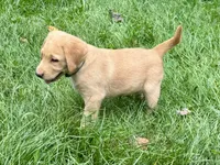 Labrador Puppy - Female - AKC, a female Labrador Retriever for sale in Abingdon, VA – 5 of 7