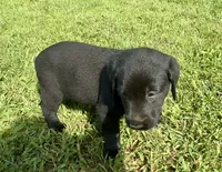 AKC Black Labrador Puppy - Male, a male Labrador Retriever for sale in Abingdon, VA – 3 of 9