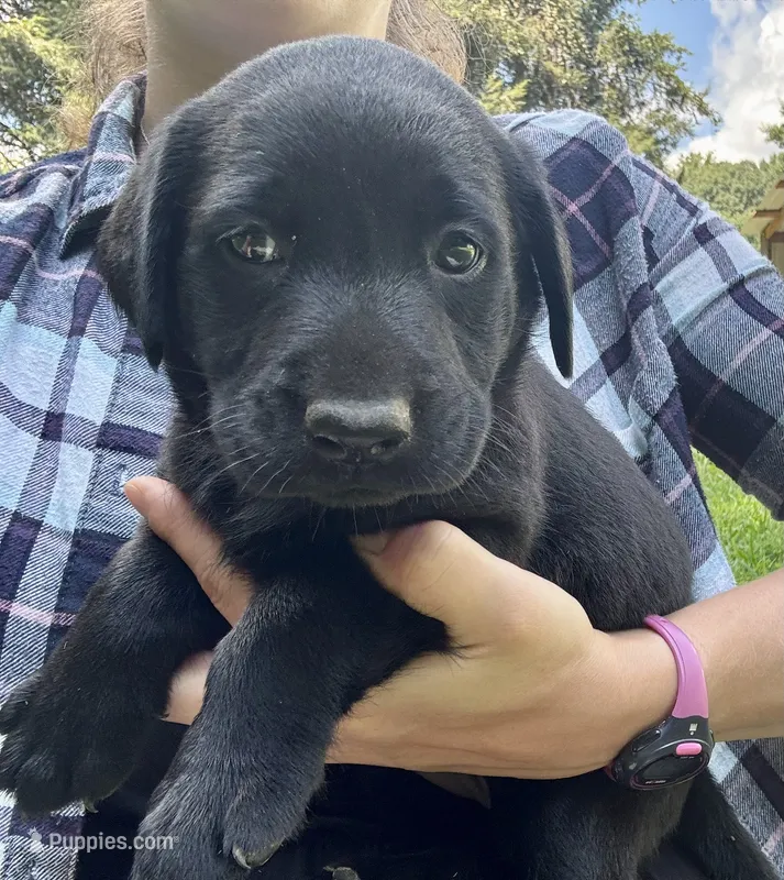 AKC Black Labrador Puppy - Female – Labrador Retriever puppy for sale in Abingdon, VA
