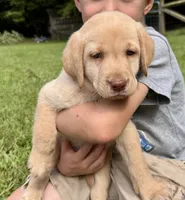 AKC Yellow Labrador Puppy - Male, a male Labrador Retriever for sale in Abingdon, VA – 1 of 7