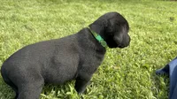 AKC Black Labrador Puppy - Male, a male Labrador Retriever for sale in Abingdon, VA – 4 of 9