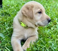 AKC Yellow Labrador Puppy - Female, a female Labrador Retriever for sale in Abingdon, VA – 7 of 9