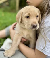 AKC yellow lab puppy - female, a female Labrador Retriever for sale in Abingdon, VA – 6 of 9