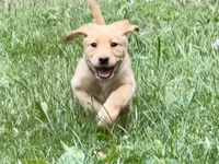 Labrador Puppy - Female - AKC, a female Labrador Retriever for sale in Abingdon, VA – 2 of 7