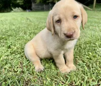 AKC Yellow Labrador Puppy - Male, a male Labrador Retriever for sale in Abingdon, VA – 3 of 7