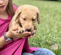 Labrador Puppy - Female - AKC, a female Labrador Retriever for sale in Abingdon, VA – 3 of 7