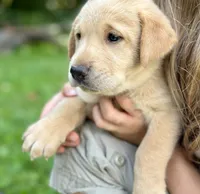 AKC Yellow Labrador Puppy - Female, a female Labrador Retriever for sale in Abingdon, VA – 3 of 9