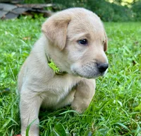 AKC Yellow Labrador Puppy - Female, a female Labrador Retriever for sale in Abingdon, VA – 6 of 9
