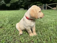 AKC Yellow Labrador Puppy - Male, a male Labrador Retriever for sale in Abingdon, VA – 4 of 7