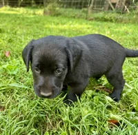 AKC Black Labrador Puppy - Female, a female Labrador Retriever for sale in Abingdon, VA – 5 of 8