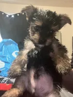 male teacup yorkie terrier , a male Yorkshire Terrier for sale in Los Angeles, CA – 3 of 3