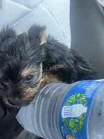male teacup yorkie terrier , a male Yorkshire Terrier for sale in Los Angeles, CA – 2 of 3