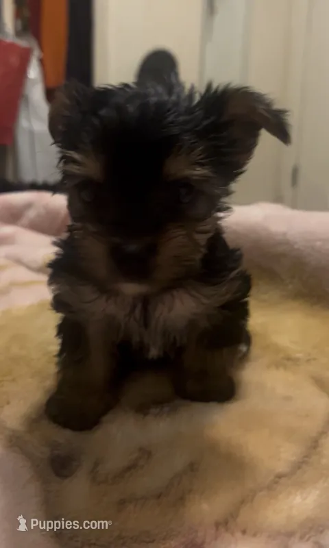 male teacup yorkie terrier  – Yorkshire Terrier puppy for sale in Los Angeles, CA