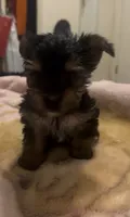 male teacup yorkie terrier , a male Yorkshire Terrier for sale in Los Angeles, CA – 1 of 3