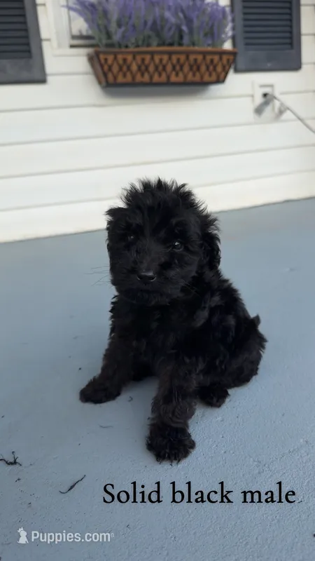 Riley – Goldendoodle puppy for sale in Patrick Springs, VA