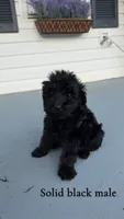 Riley, a male Goldendoodle for sale in Patrick Springs, VA – 1 of 1