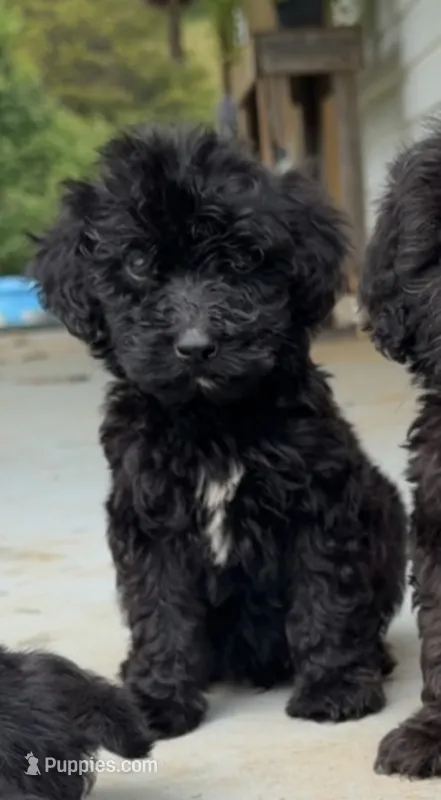 Charlie – Goldendoodle puppy for sale in Patrick Springs, VA