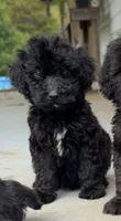 Charlie, a male Goldendoodle for sale in Patrick Springs, VA – 1 of 1