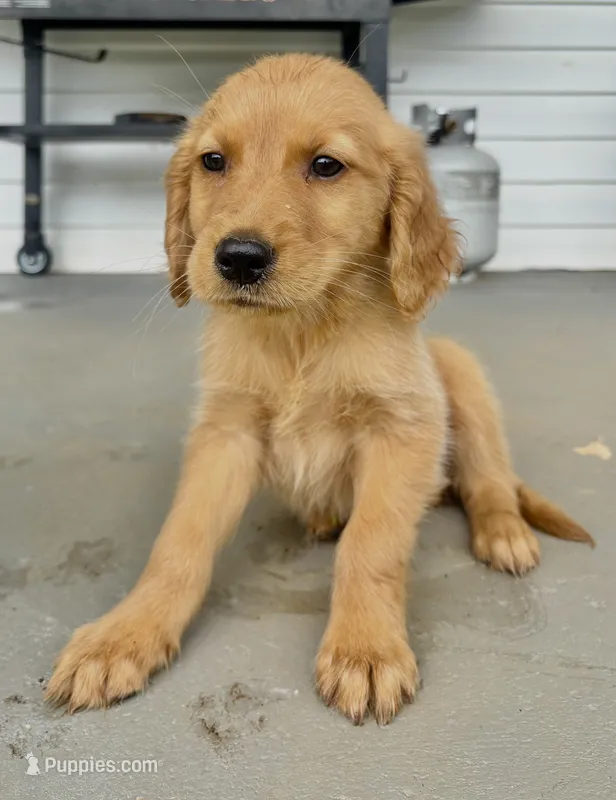 Tracker  – Golden Retriever puppy for sale in Patrick Springs, VA