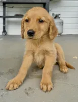 Tracker , a male Golden Retriever for sale in Patrick Springs, VA – 1 of 1