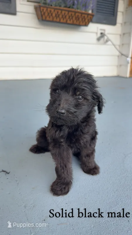 Jake – Goldendoodle puppy for sale in Patrick Springs, VA