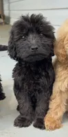 Tucker , a male Goldendoodle for sale in Patrick Springs, VA – 1 of 1